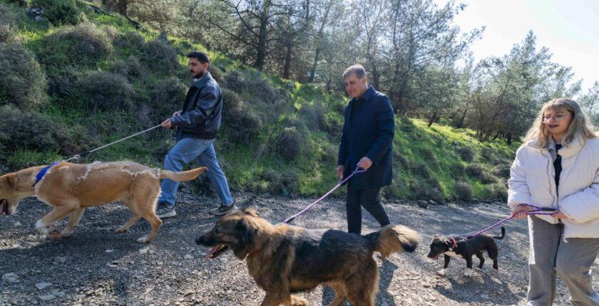 İzmir’de iki yılda 37 bin 146 hayvan kısırlaştırıldı