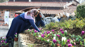 Osmangazi’de 470 bin çiçek toprakla buluşuyor