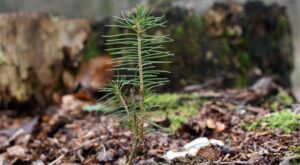 İstanbul’da 22 bin fidan toprakla buluştu