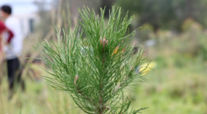 Bodrum’da bin 500 fidan toprakla buluştu