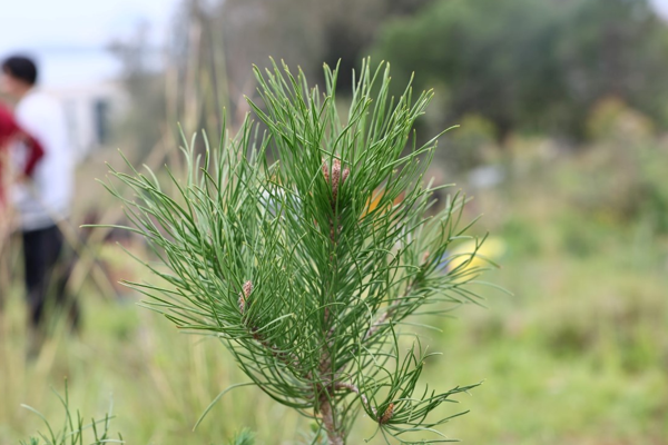 Bodrum’da bin 500 fidan toprakla buluştu Bodrum’da bin 500 fidan toprakla buluştu