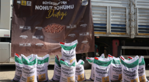 Konya Büyükşehir Belediyesi’nden çiftçilere nohut tohumu desteği