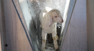 Antalya Büyükşehir Belediyesi’nden ücretsiz parazit uygulaması Antalya Büyükşehir Belediyesi’nden ücretsiz parazit uygulaması