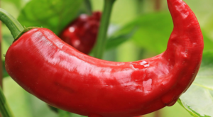 Ticaret Bakanlığı’ndan biber fiyatları hakkında denetim açıklaması