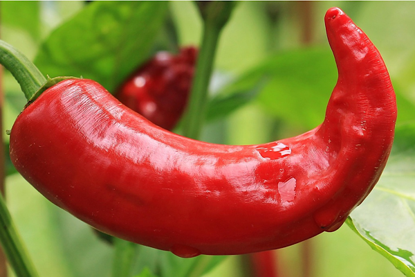 Ticaret Bakanlığı’ndan biber fiyatları hakkında denetim açıklaması Ticaret Bakanlığı’ndan biber fiyatları hakkında denetim açıklaması