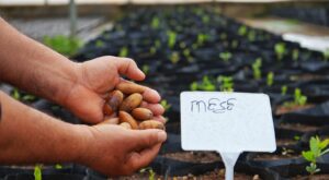 Kayapınar’da meşe palamutlarından 1000 fide üretildi