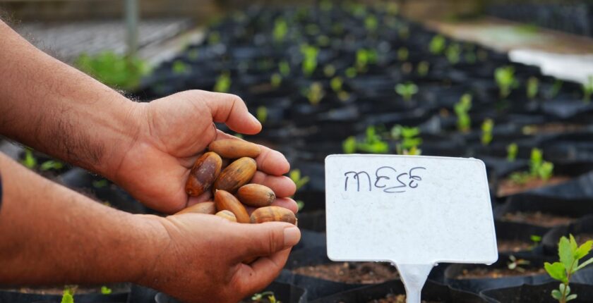 Kayapınar’da meşe palamutlarından 1000 fide üretildi