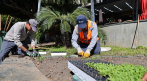 Antalya 4 milyon yazlık çiçekle bahara hazırlanıyor