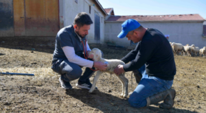 “Veteriner Hekimliği Hizmet Projesi” için başvurular sürüyor