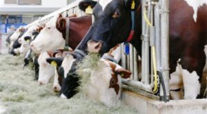 TÜİK- Ticari süt işletmelerince 944 bin 926 ton inek sütü toplandı