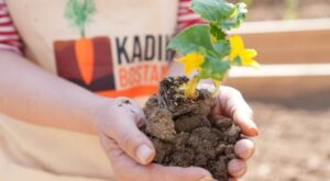 Kadıköy Bostanları’nda ilk fideler toprakla buluştu