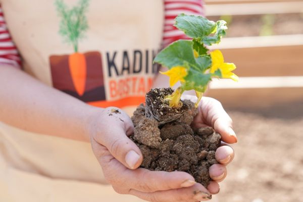 Kadıköy Bostanları’nda ilk fideler toprakla buluştu