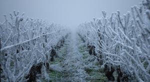 İç ve Doğu kesimler için zirai don uyarısı