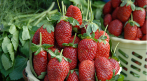 Yaş meyve ve sebze ihracat verileri açıklandı