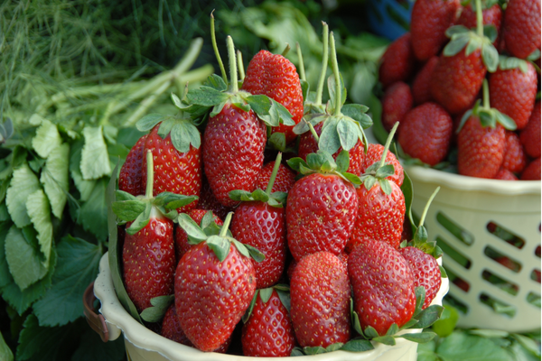 Yaş meyve ve sebze ihracat verileri açıklandı Yaş meyve ve sebze ihracat verileri açıklandı