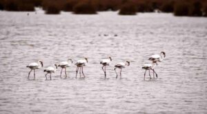 Kızılırmak Deltası’nda Flamingolar görsel şölen oluşturuyor