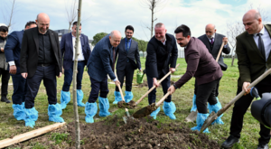 Karacabey’de Bursa’nın Fethi 700. yılına özel çınar fidanları dikildi