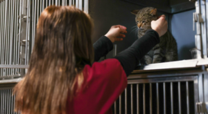 Buca’da 599 sokak hayvanı yuvaya kavuştu