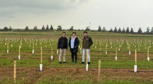 TİGEM Ceylanpınar’daki zeytin plantasyonunda dikimler tamamlandı