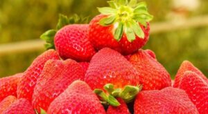 Agroberry Tarım’dan sera alımı