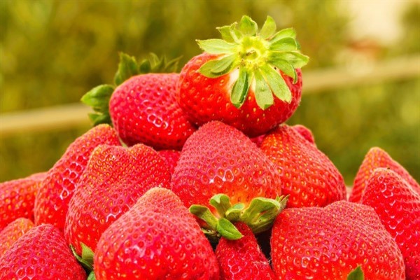 Agroberry Tarım’dan sera alımı