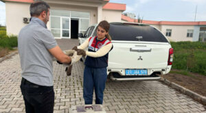 Diyarbakır’da yaralı şahin, koruma altına alındı