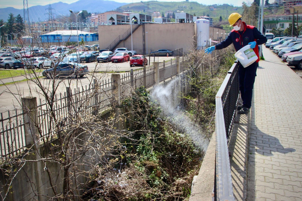 Giresun’da ilaçlama çalışmaları sürüyor Giresun’da ilaçlama çalışmaları sürüyor