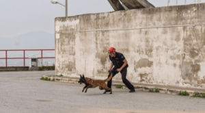 Barınaktan kurtarılan köpek enkaz arama için eğitiliyor