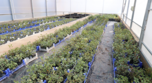 Antalya’da 5 bin keçiboynuzu fidanı üreticilere dağıtılacak