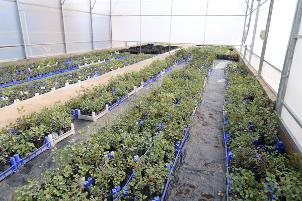 Antalya’da 5 bin keçiboynuzu fidanı üreticilere dağıtılacak Antalya’da 5 bin keçiboynuzu fidanı üreticilere dağıtılacak