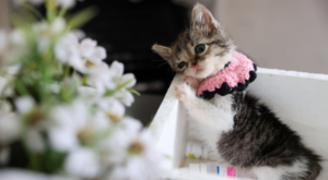 Buca’da ağır yaralı bulunan yavru kedi tedaviyle hayata tutundu