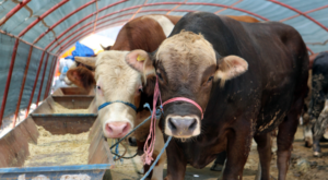 Yakacık Kurban Satış Alanı için başvurular başlıyor