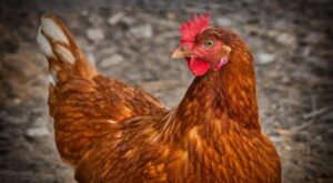 TÜİK-Tavuk eti üretimi 227 bin 793 ton olarak gerçekleşti