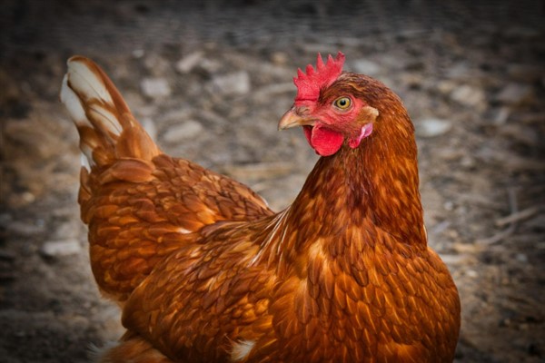 TÜİK-Tavuk eti üretimi 227 bin 793 ton olarak gerçekleşti TÜİK-Tavuk eti üretimi 227 bin 793 ton olarak gerçekleşti