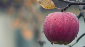Meteoroloji’den zirai don uyarısı