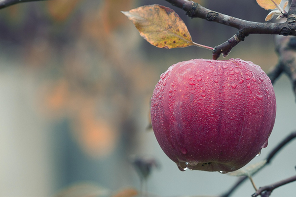 Meteoroloji’den zirai don uyarısı