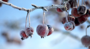 Ankara için zirai don uyarısı