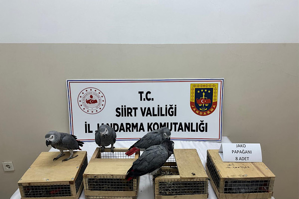 Siirt’te kaçak yaban hayvanı operasyonu