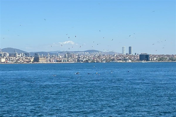 İstanbul Sarayburnu’nda yunus akını