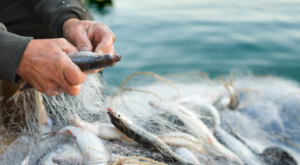 Su ürünleri ihracatı yılın ilk çeyreğinde yüzde 24 arttı