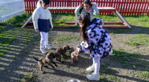 İzmir’de 3 bin 300 hayvan sahiplendirildi