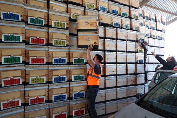 Büyükşehirden arıcılığa kovan desteği Büyükşehirden arıcılığa kovan desteği