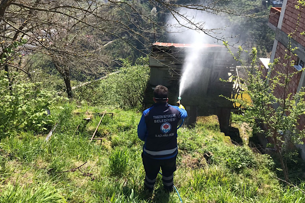 Trabzon’da kahverengi kokarca mücadelesi