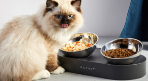 EVOFONE’dan evcil hayvan sahiplerine büyük fırsat!