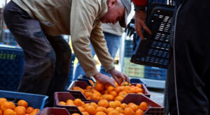 Bodrum’da mandalin üreticisine 5 milyon TL destek sağlandı