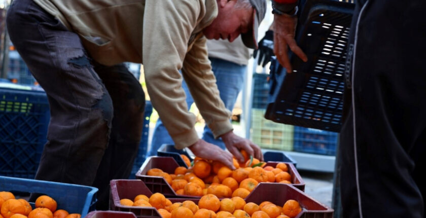 Bodrum’da mandalin üreticisine 5 milyon TL destek sağlandı Bodrum’da mandalin üreticisine 5 milyon TL destek sağlandı