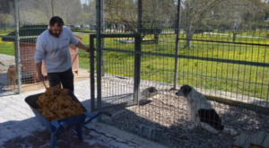 Konyaaltı’nda sokak hayvanları için proje