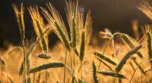 TÜRİB tarımsal ürün endekslerinde 2026 dönemi güncellemesi