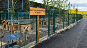 Ankara’da sokak hayvanlarına 8 milyon üzerinde veterinerlik hizmeti sağladı