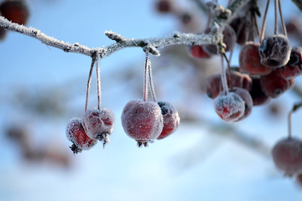 Meteoroloji’den zirai don ve çığ uyarısı Meteoroloji’den zirai don ve çığ uyarısı